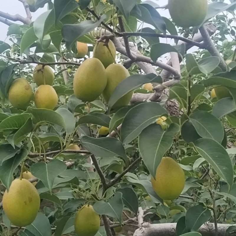 红香酥梨大量上市了。