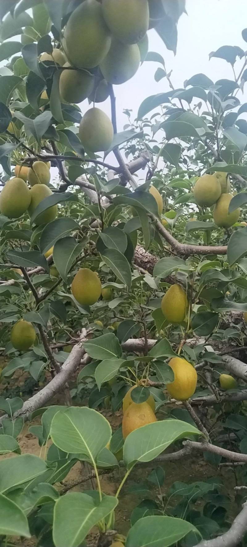 红香酥梨大量上市了。