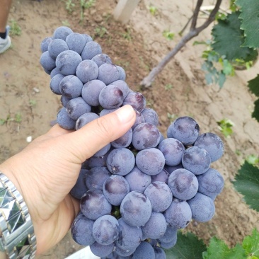 夏黑大量上市，价格低口感甜，串紧颗粒大。