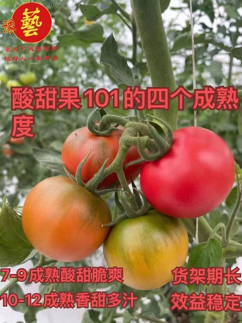 酸甜果10号抗TY病根线虫无限生长酸甜可口耐储运果包粉亮