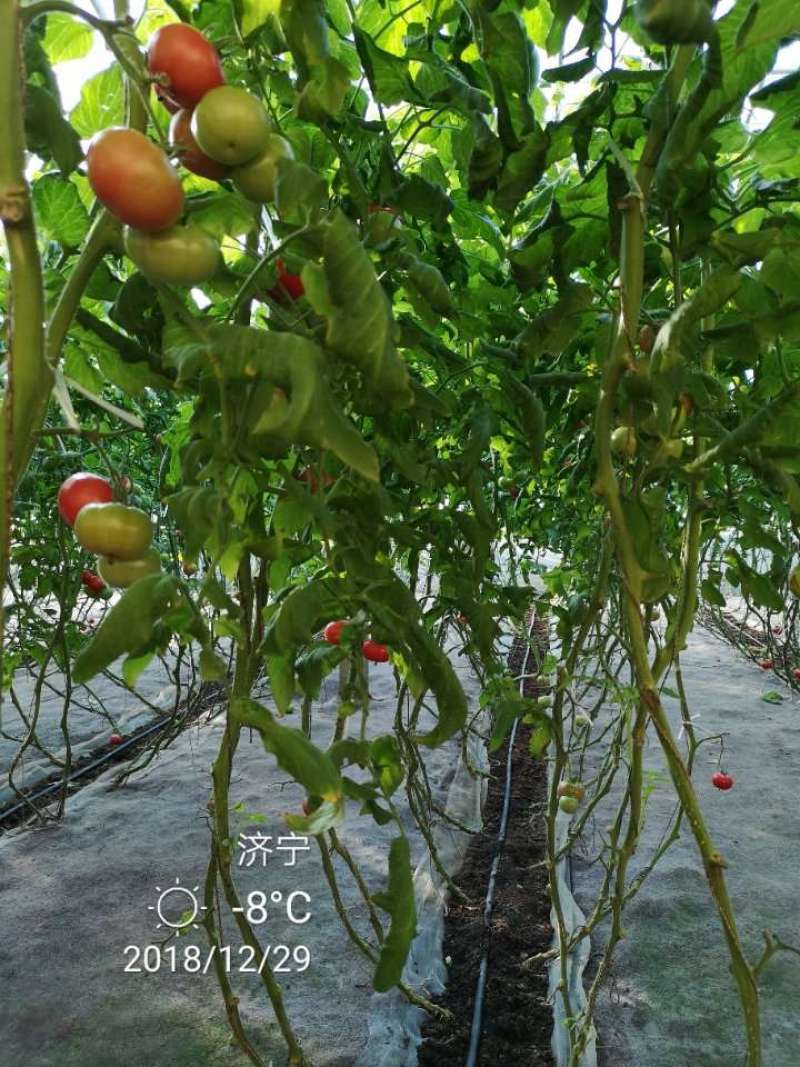 酸甜果10号抗TY病根线虫无限生长酸甜可口耐储运果包粉亮