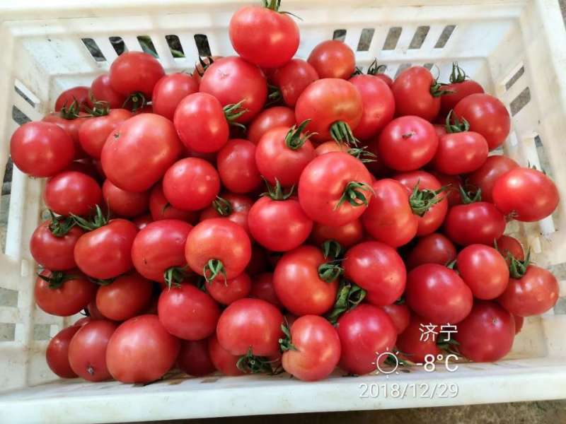 酸甜果10号抗TY病根线虫无限生长酸甜可口耐储运果包粉亮