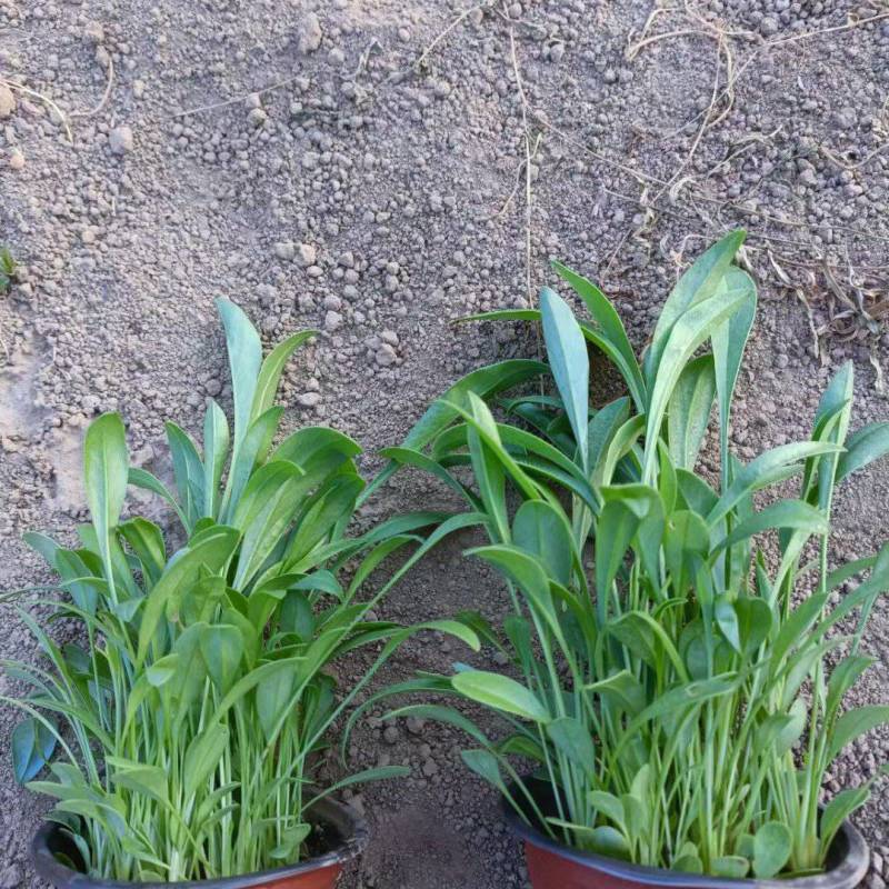 金鸡菊