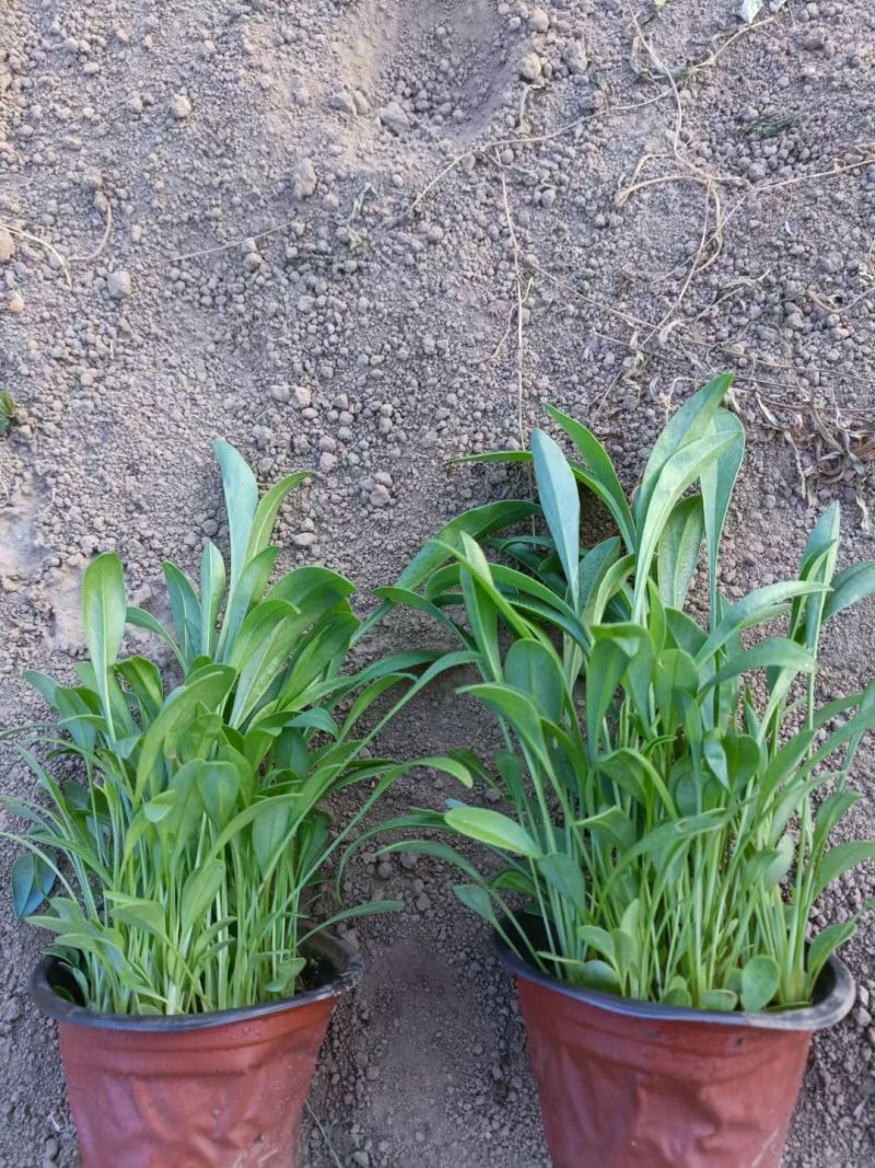 金鸡菊