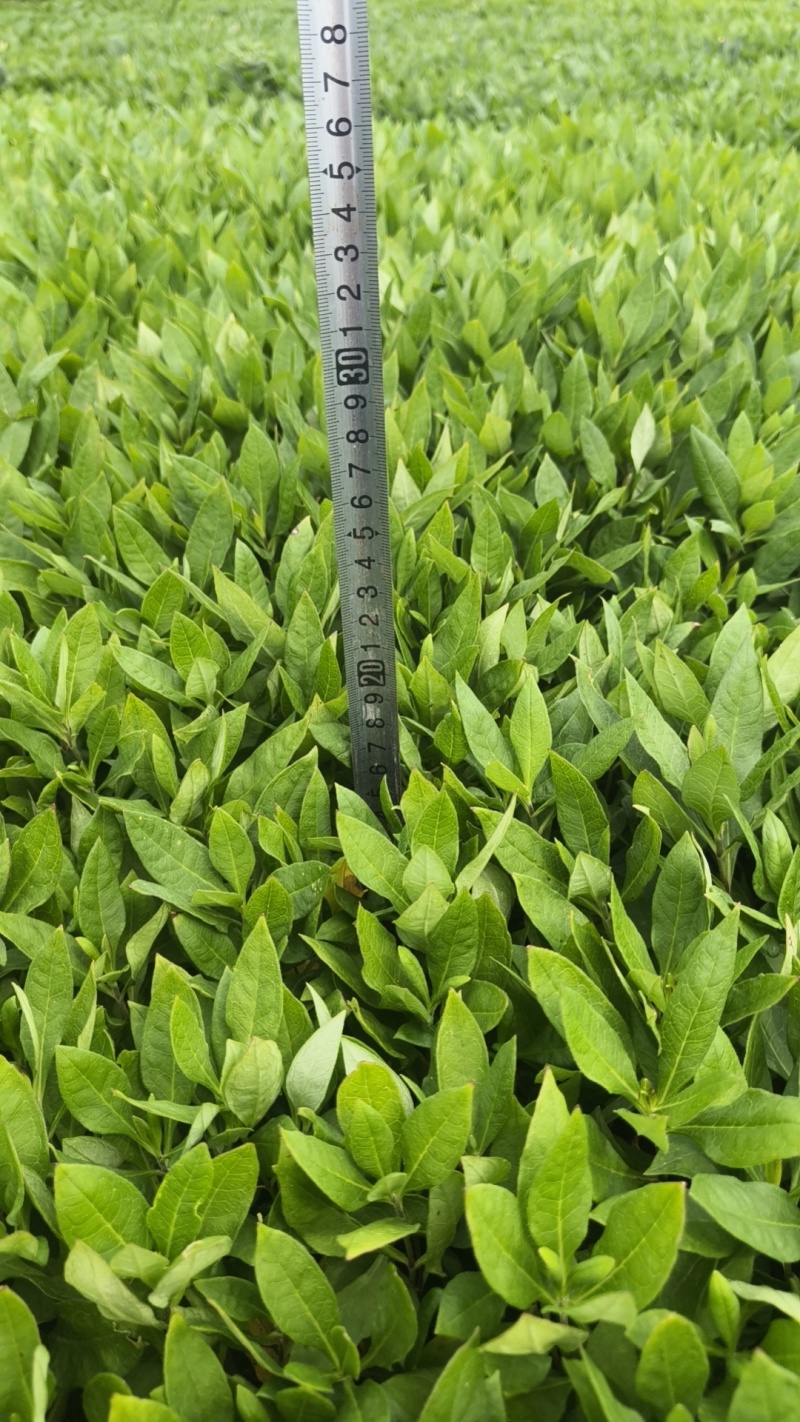 宿根直立福禄考