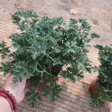 驱蚊草