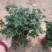 驱蚊草
