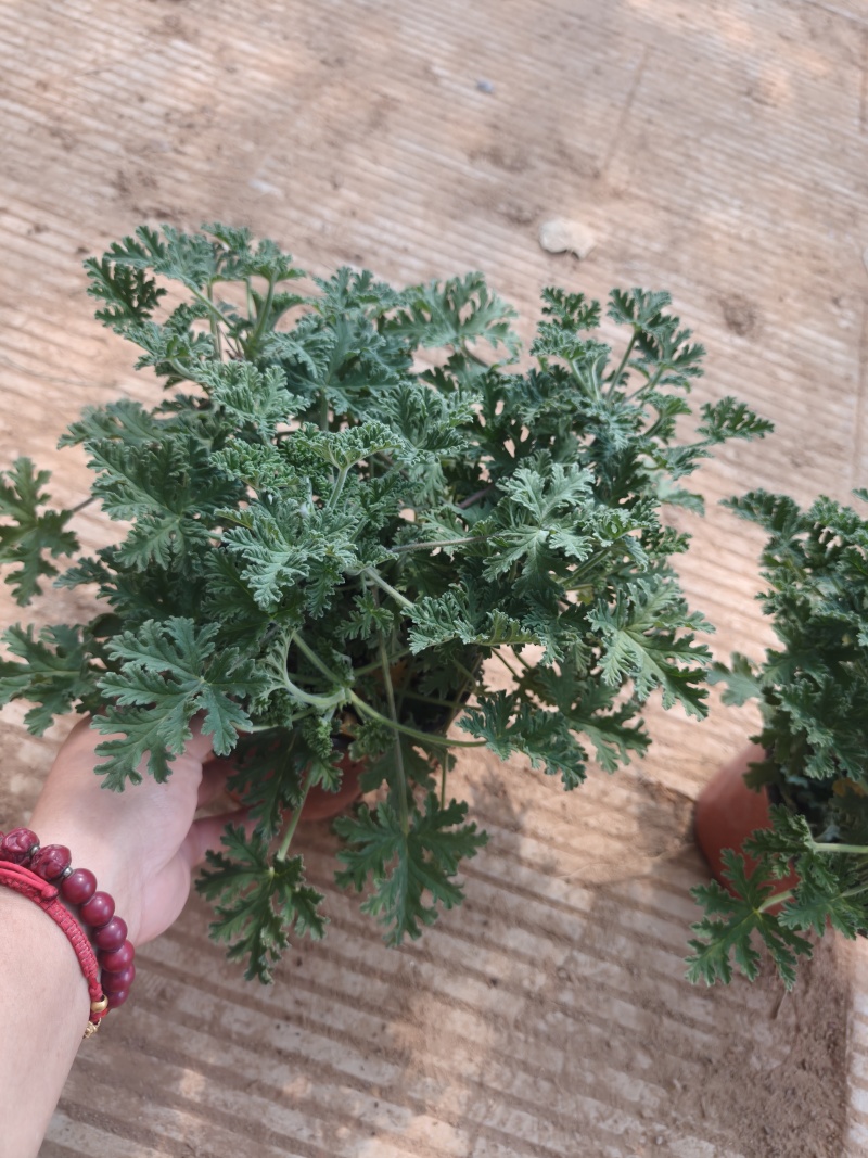 驱蚊草