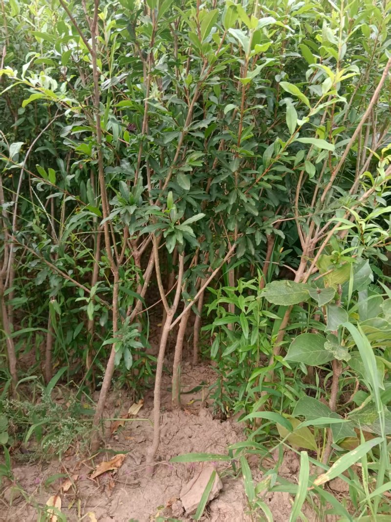 石榴苗-批发各类绿化苗木基地直发，品质保证