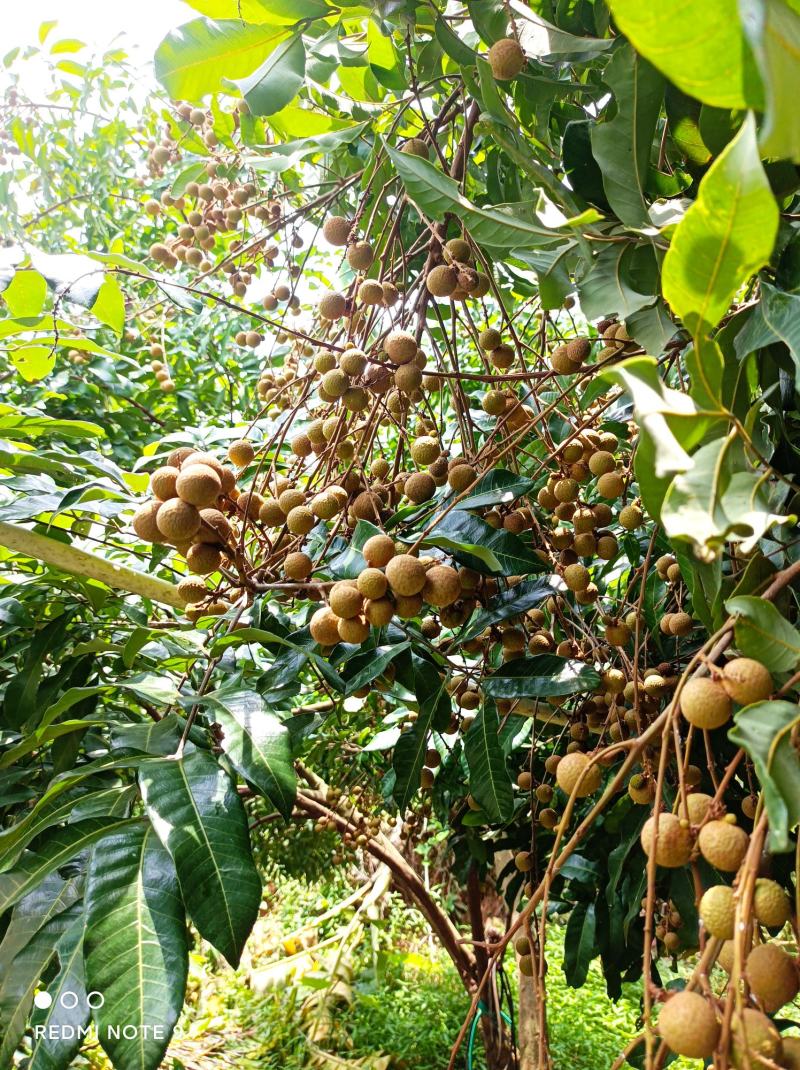 广西玉林市各品种龙眼8月开始大量上市中，欢迎来电合谈