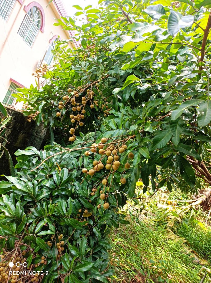 广西玉林市各品种龙眼8月开始大量上市中，欢迎来电合谈