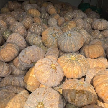 四川南瓜盘龙南瓜，盘龙204新鲜上市粉糯香甜口感好质量优