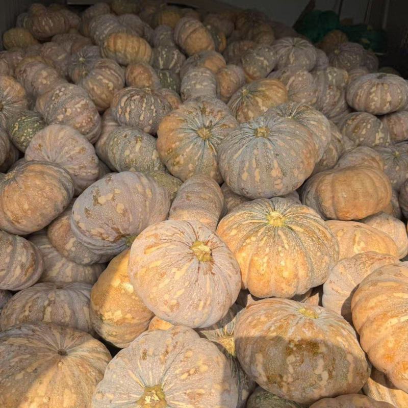 四川南瓜盘龙南瓜，盘龙204新鲜上市粉糯香甜口感好质量优