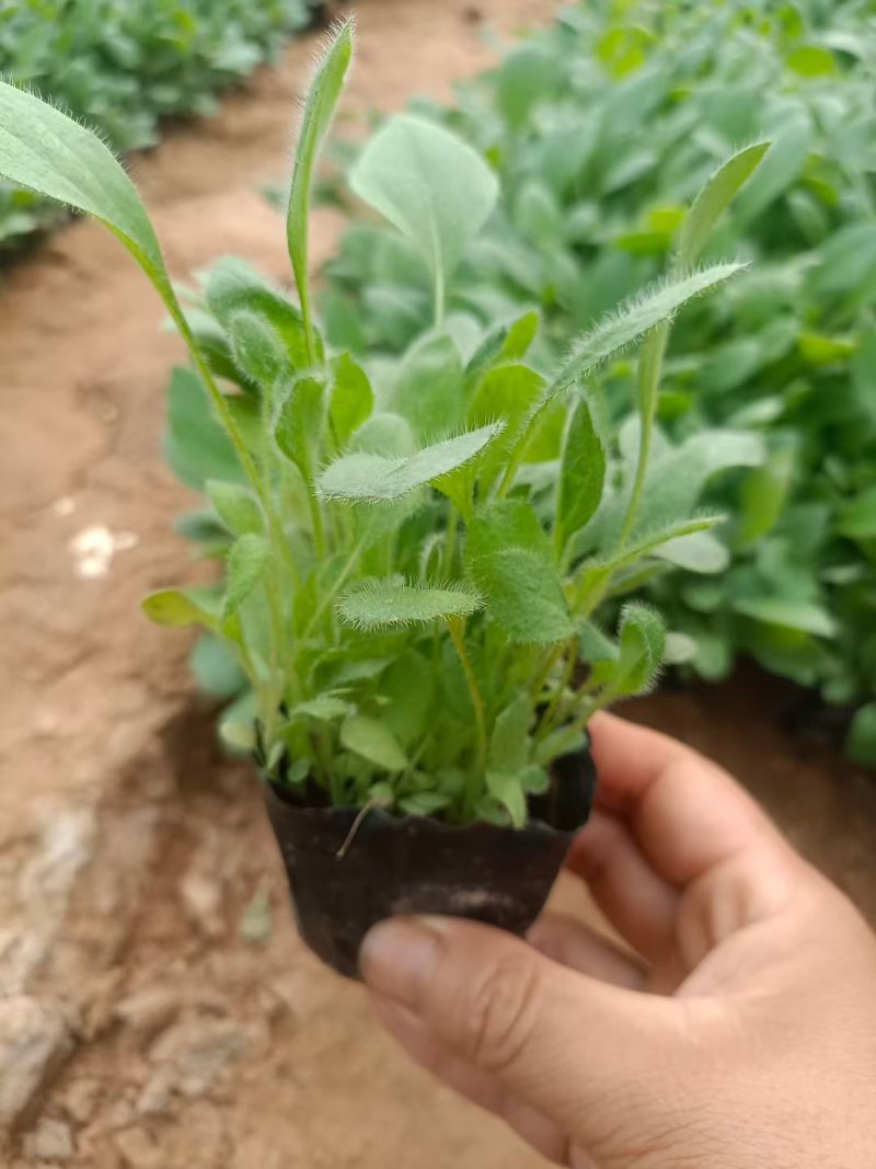 黑心菊