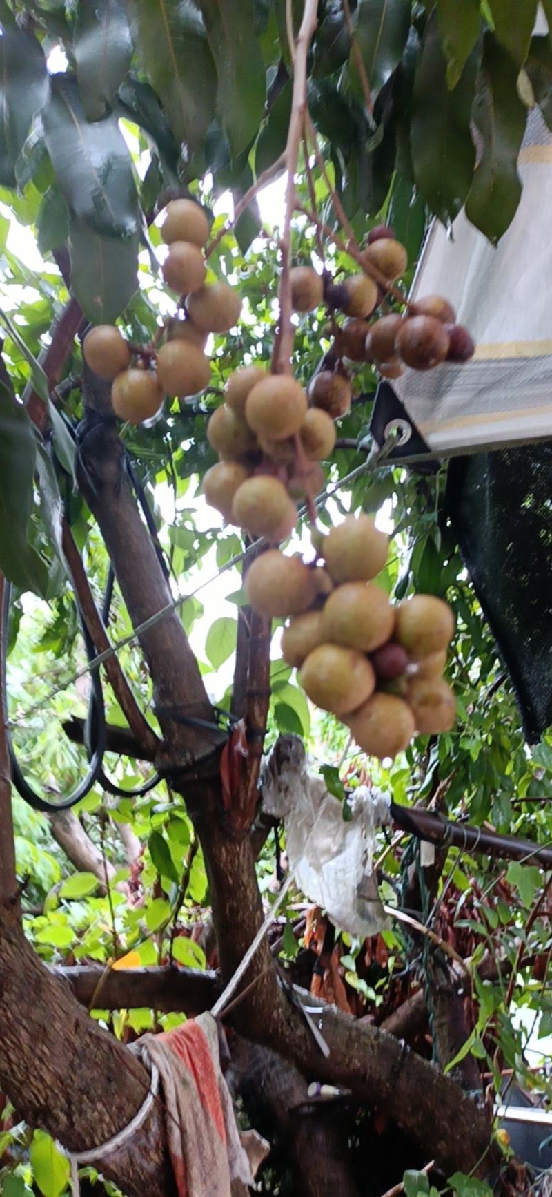 广西玉林市各品种龙眼8月开始大量上市中，欢迎来电合谈