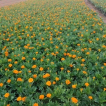 孔雀草