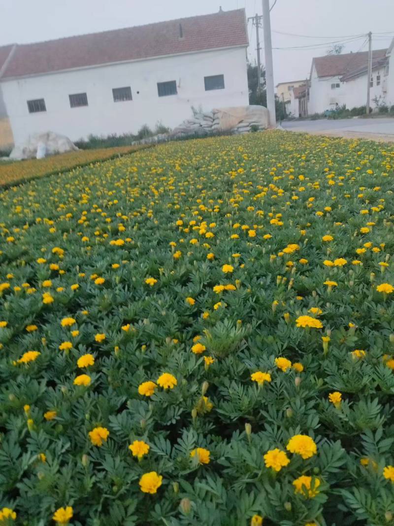 孔雀草