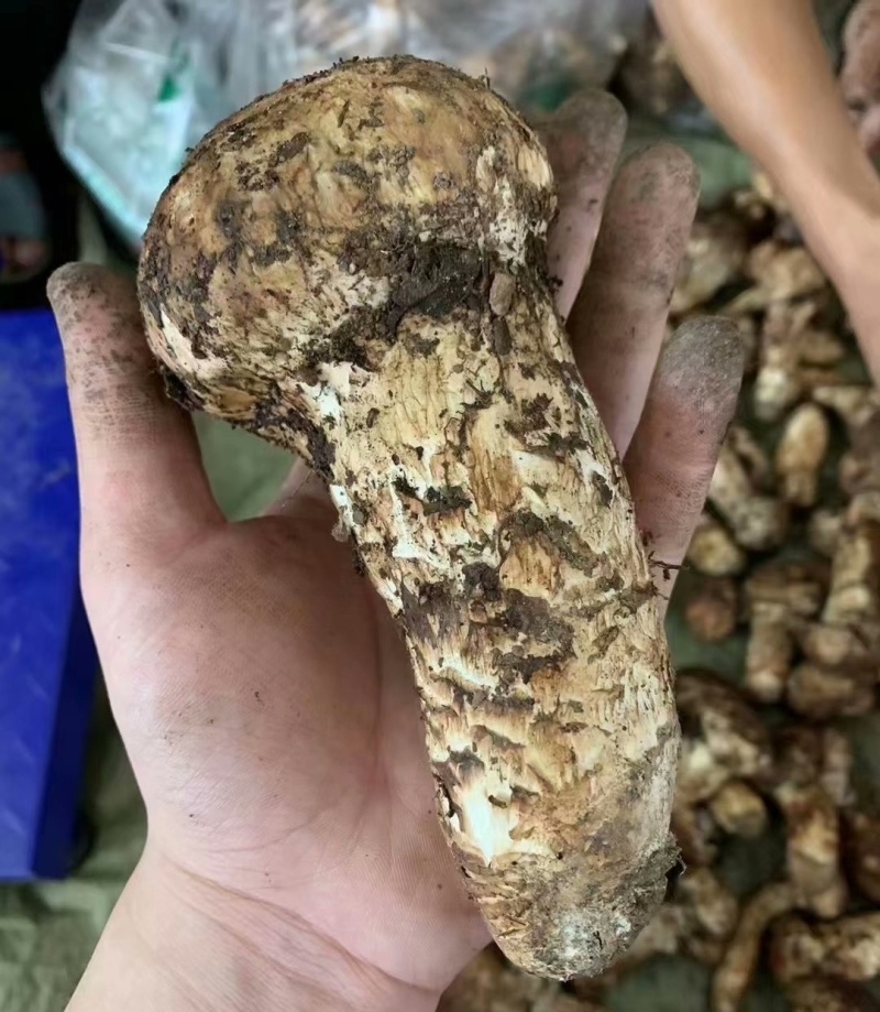 云南香格里拉松茸