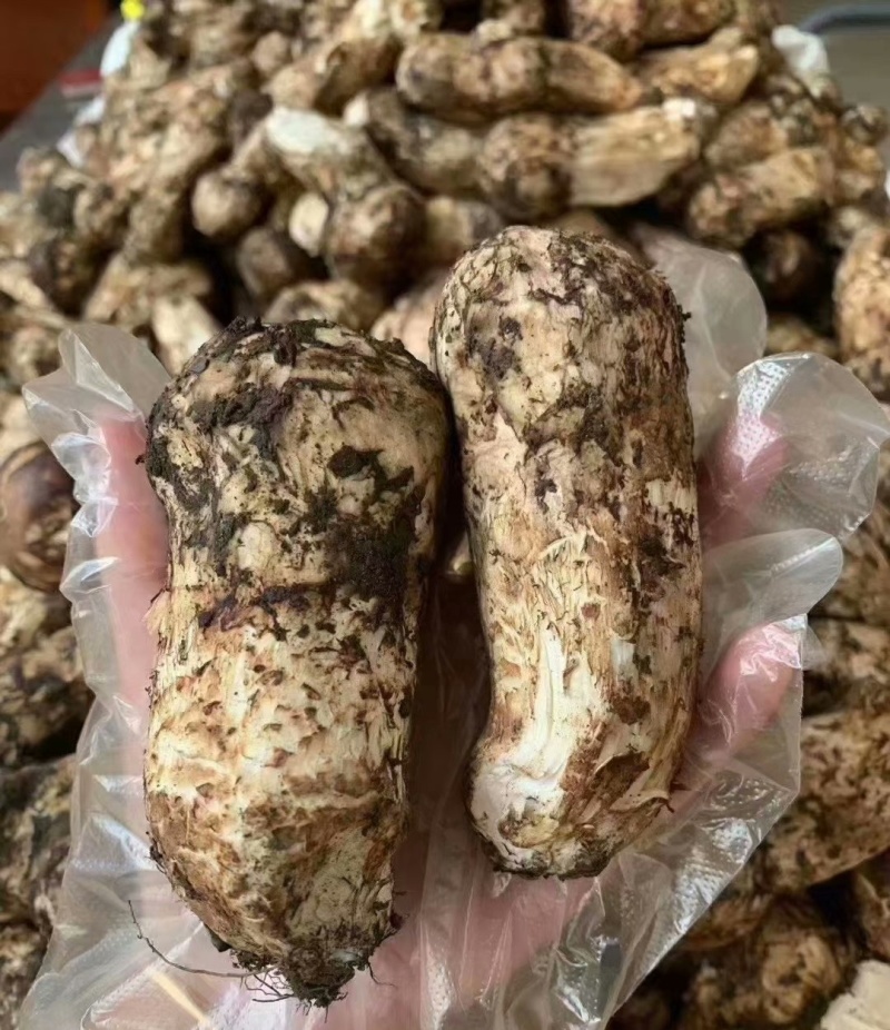 云南香格里拉松茸