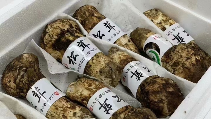 云南香格里拉松茸