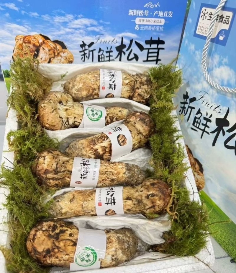 云南香格里拉松茸