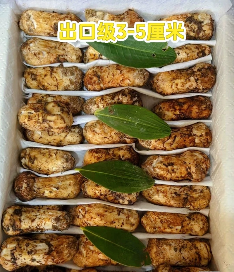 云南香格里拉松茸