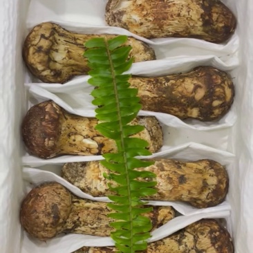 云南香格里拉松茸