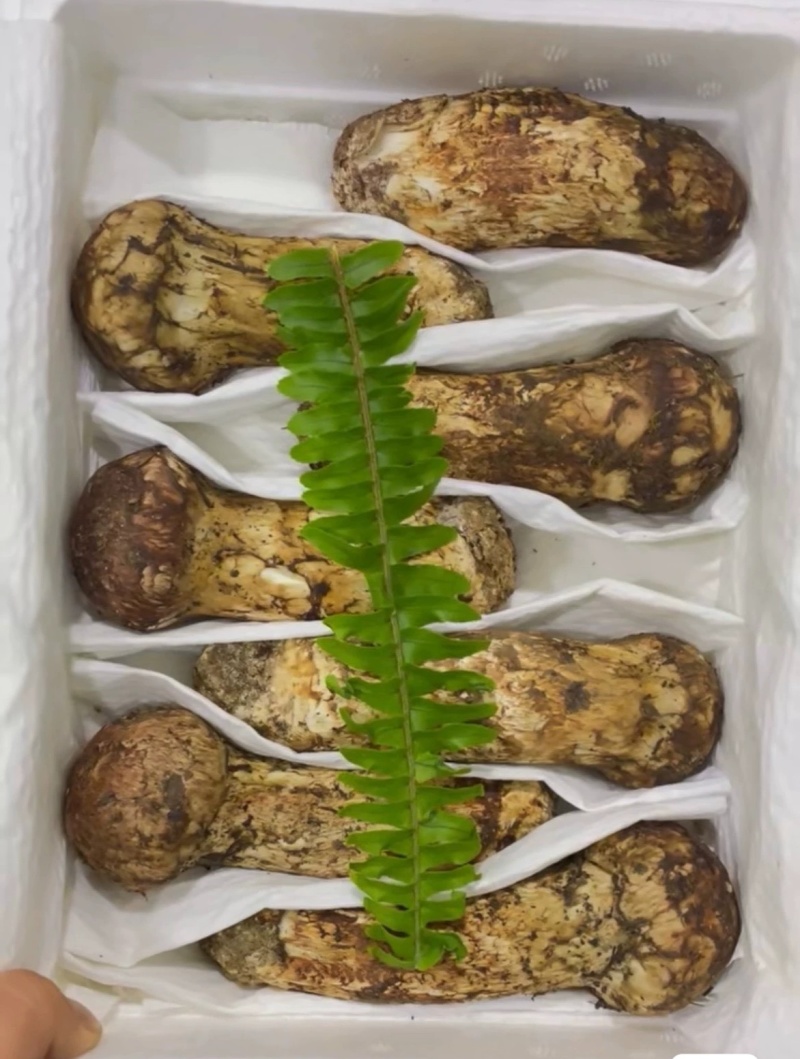 云南香格里拉松茸