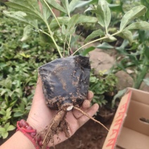 芍药