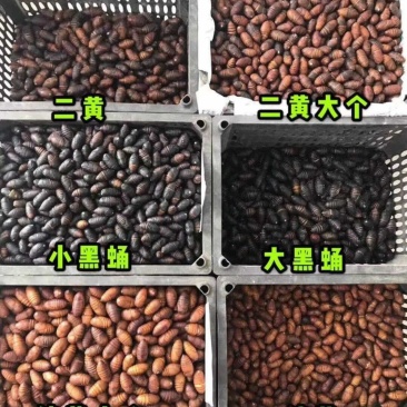 东北蚕蛹（活蛹）