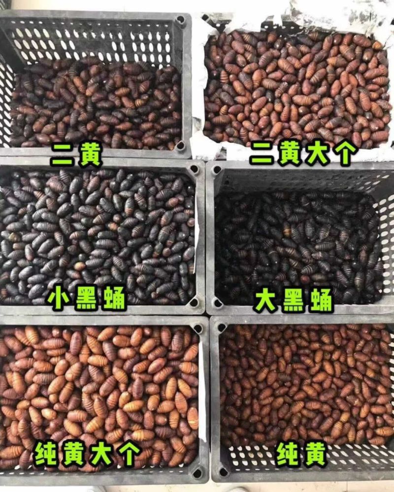 东北蚕蛹（活蛹）