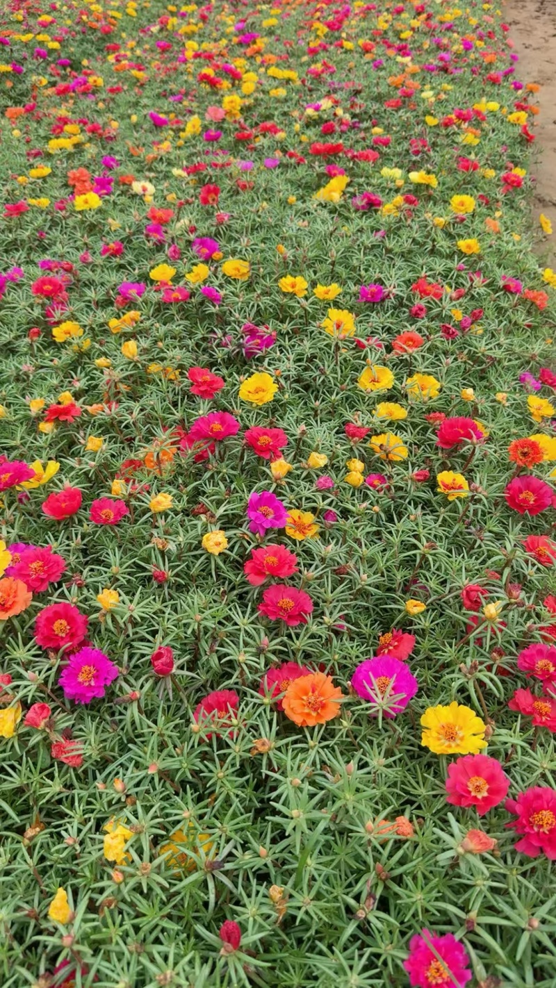 太阳花