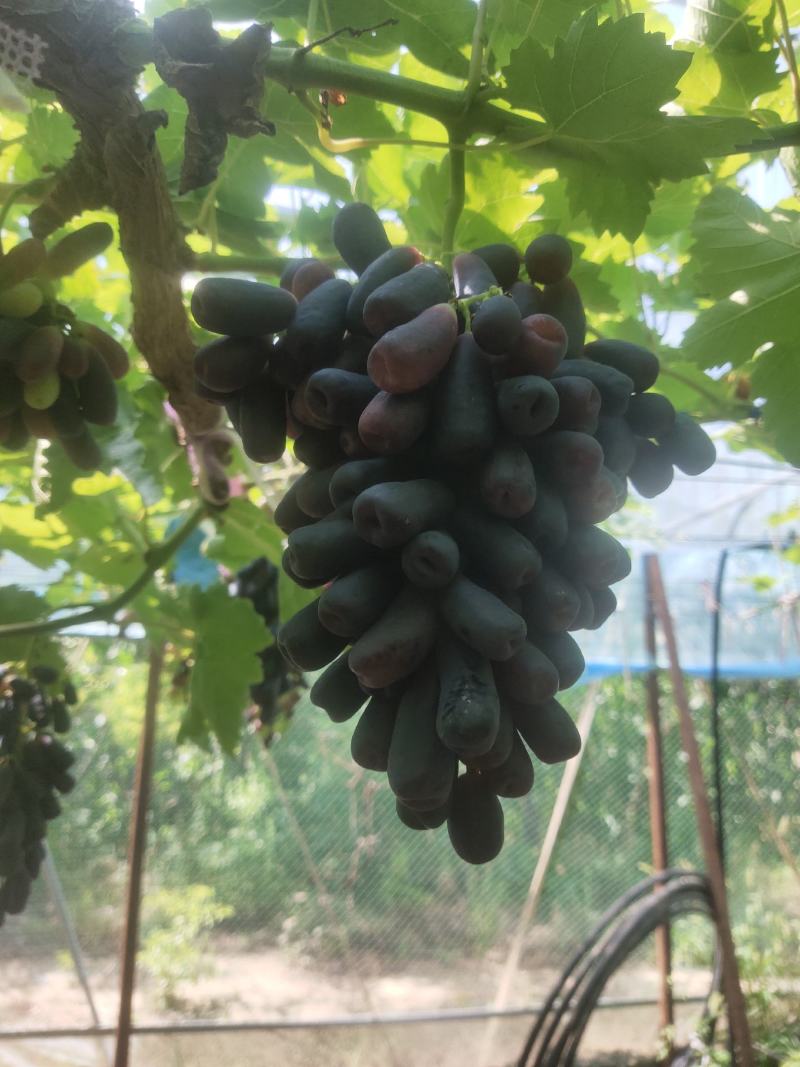 河北张家口涿鹿县蓝宝石葡萄货源充足价格实惠欢迎联