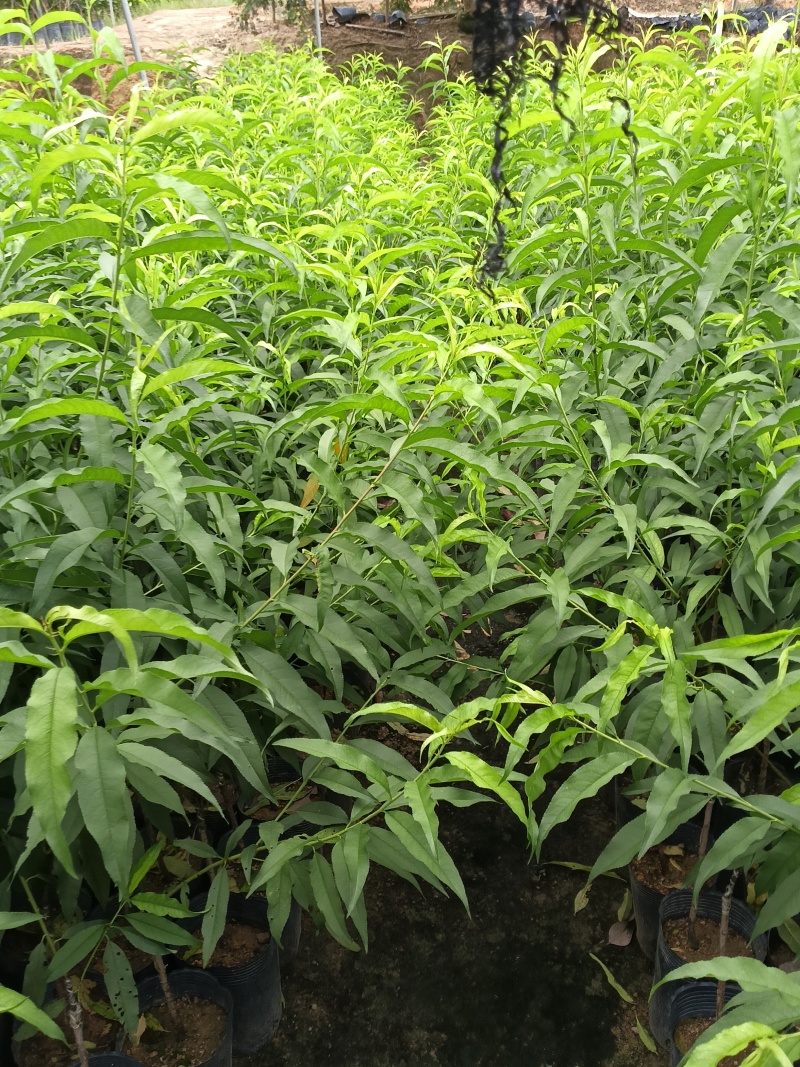 早熟甜李子苗