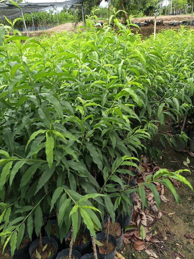 早熟甜李子苗