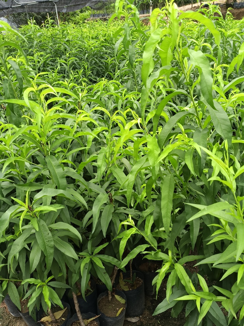 早熟甜李子苗