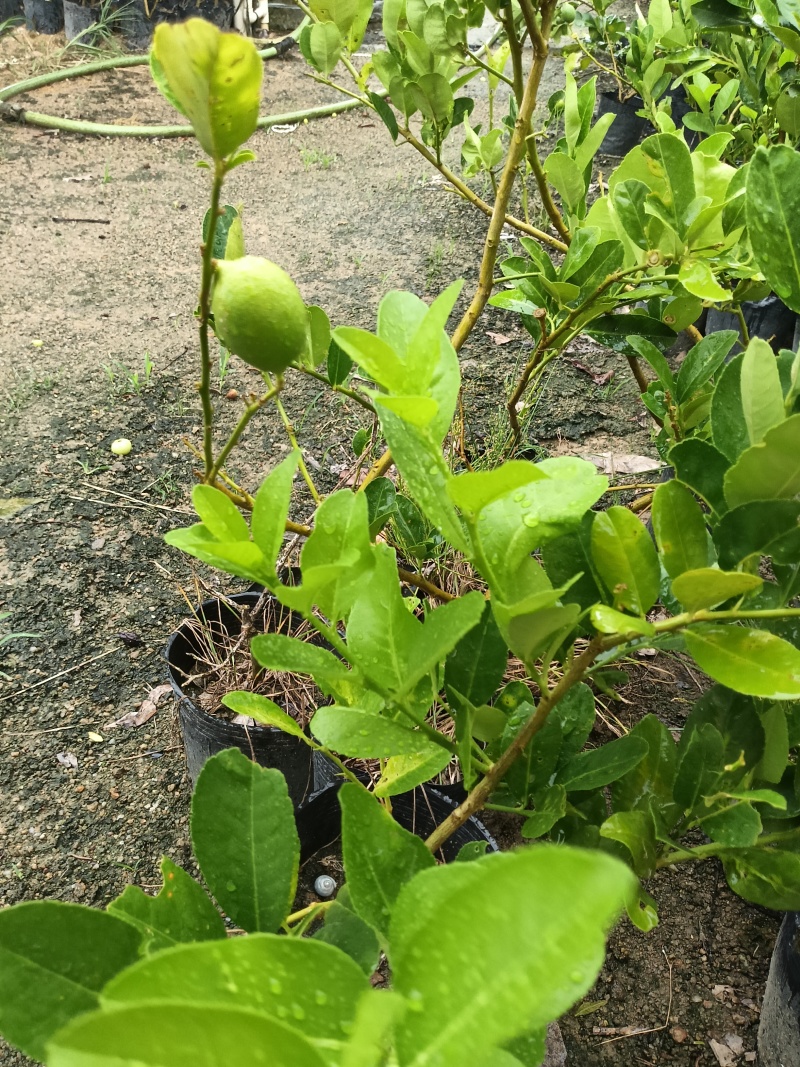 香水柠檬苗广东育苗基地直供价格美丽欢迎电话联系