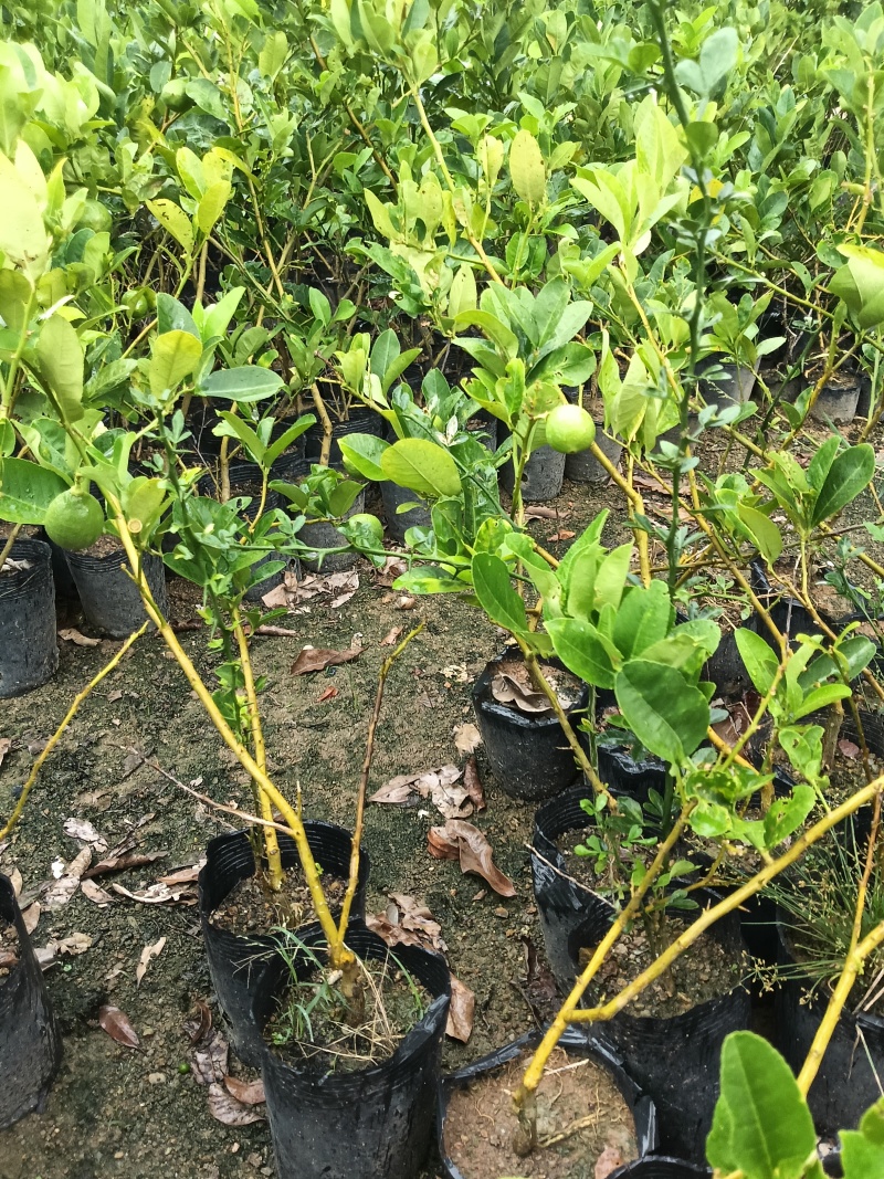 香水柠檬苗广东育苗基地直供价格美丽欢迎电话联系