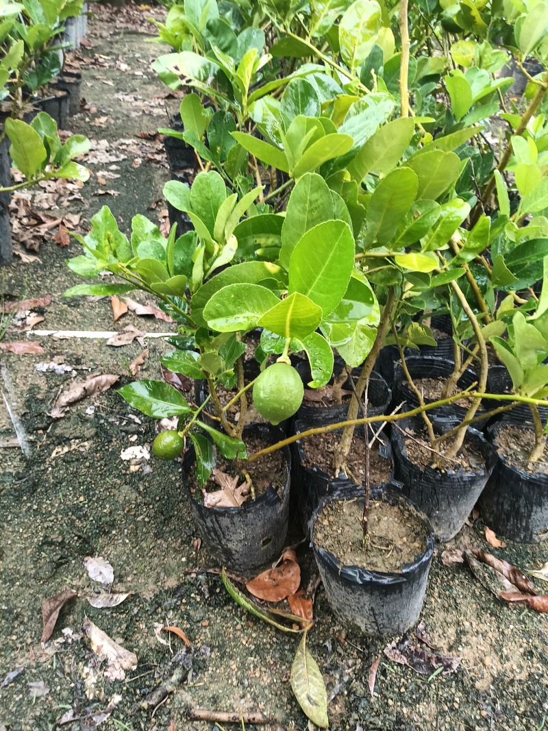 香水柠檬苗广东育苗基地直供价格美丽欢迎电话联系