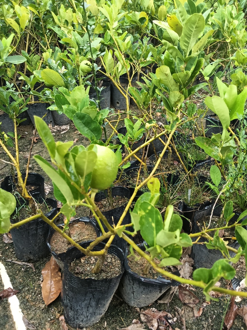 香水柠檬苗广东育苗基地直供价格美丽欢迎电话联系