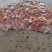 肉鸡肝30吨