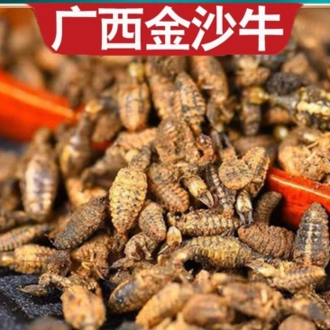 广西金沙牛正品新货/水洗去沙晾干