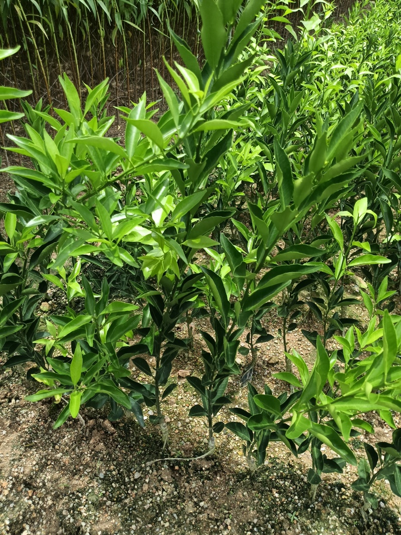 柠檬苗，广东省普宁市基地直接发货，量大从优！