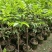 橄榄苗，广东省普宁市基地直接发货，欢迎您随时联系下单！