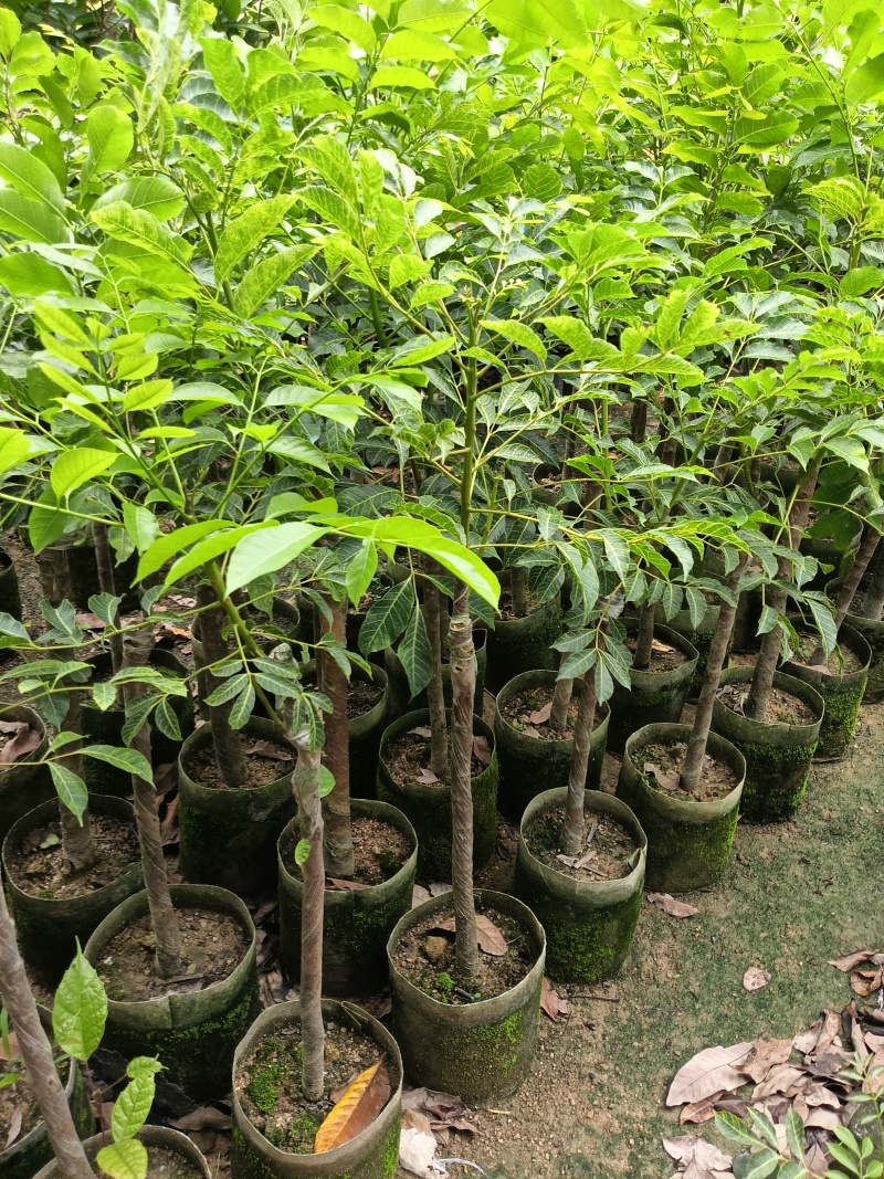 橄榄苗，广东省普宁市基地直接发货，欢迎您随时联系下单！