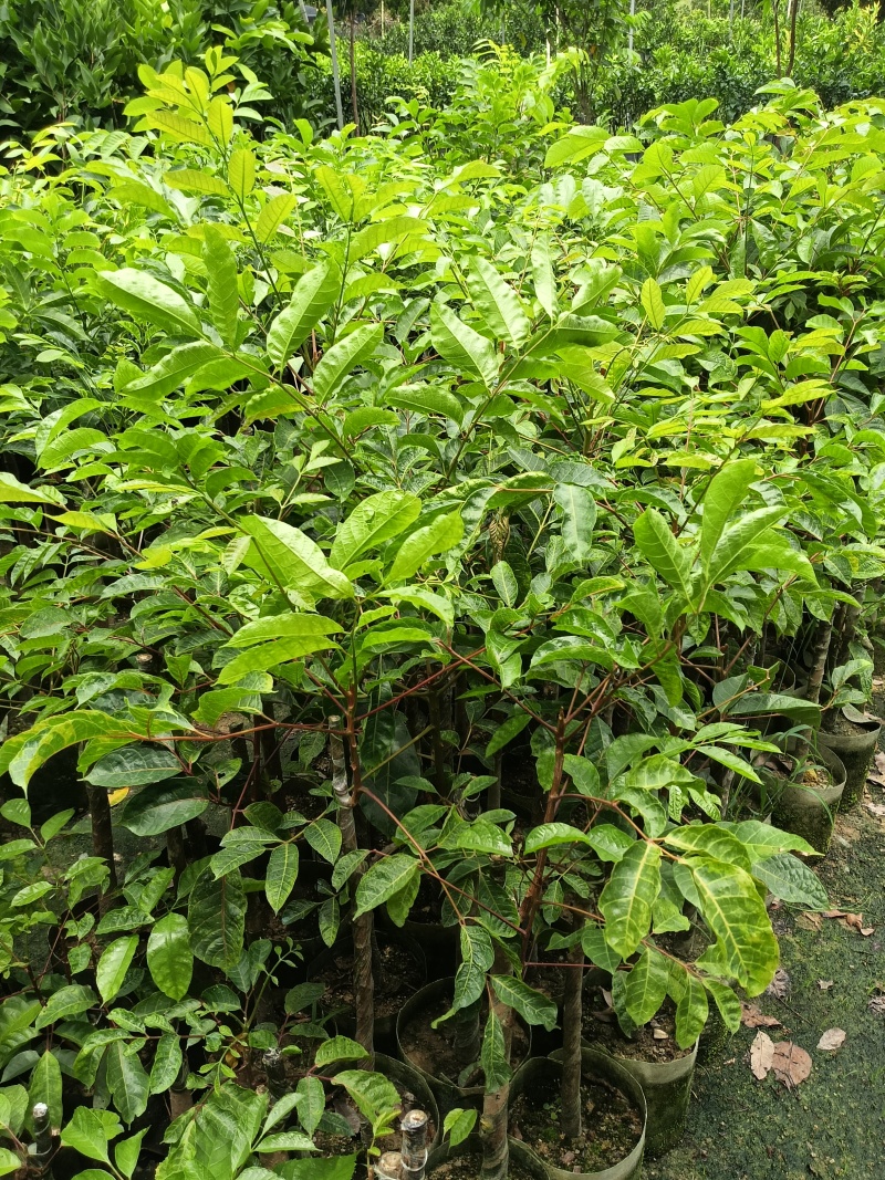 橄榄苗，广东省普宁市基地直接发货，欢迎您随时联系下单！