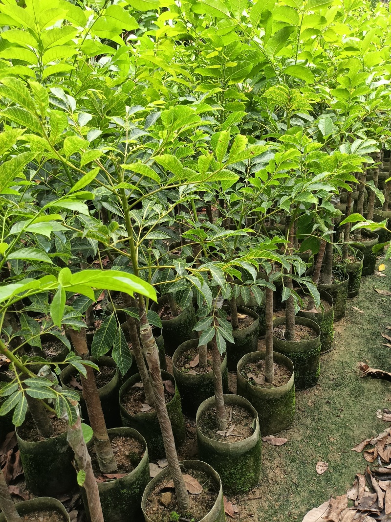 橄榄苗，广东省普宁市基地直接发货，欢迎您随时联系下单！