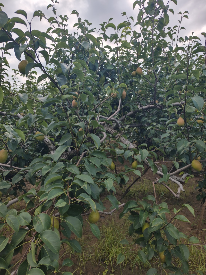 2025年红香酥梨，皮薄多汁，好吃不贵。欢迎新老客户实地