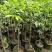 橄榄苗，广东省普宁市基地直接发货，欢迎您随时联系下单！