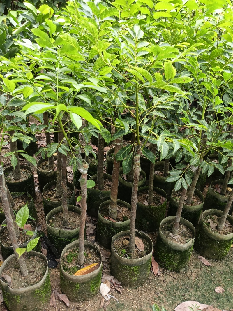 橄榄苗，广东省普宁市基地直接发货，欢迎您随时联系下单！
